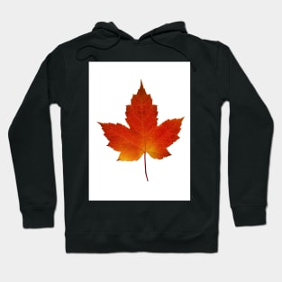 Maple Leaf - Algonquin Park, Canada Hoodie